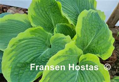 Hosta Celestial